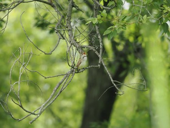 Oriental Reed Warbler 佐鳴湖 Sat, 5/25/2024