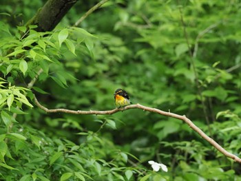 Narcissus Flycatcher 丸火自然公園 Sun, 5/26/2024