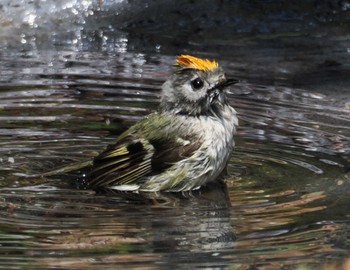 Goldcrest Okuniwaso(Mt. Fuji) Sat, 5/25/2024