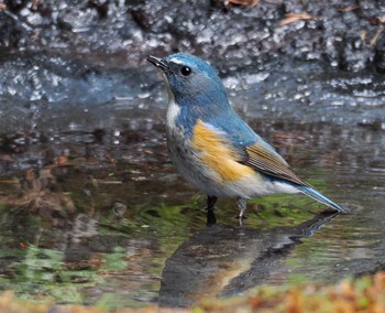 Red-flanked Bluetail Okuniwaso(Mt. Fuji) Sat, 5/25/2024