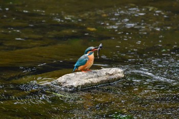 Common Kingfisher 恩田川 Sat, 5/25/2024