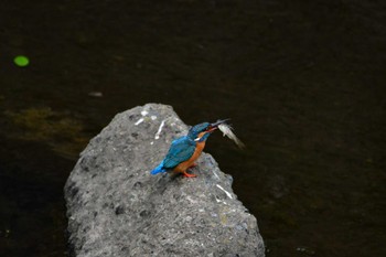 Common Kingfisher 恩田川 Sat, 5/25/2024