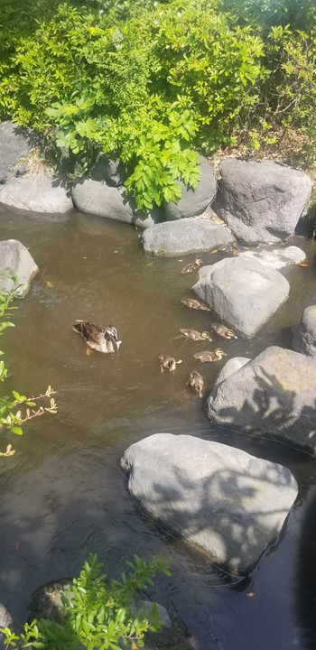 2024年5月26日(日) 江戸川区の野鳥観察記録