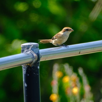 Brown Shrike 西の湖（滋賀県） Sat, 5/25/2024