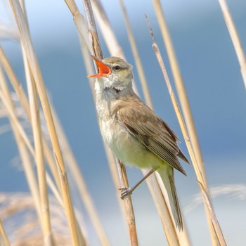 Oriental Reed Warbler 西の湖（滋賀県） Sat, 5/25/2024