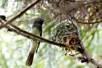 2024年5月26日(日) 横浜市の野鳥観察記録