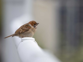 Eurasian Tree Sparrow つくば市 Sun, 5/26/2024