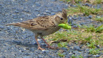 2024年5月24日(金) 奈良市水上池の野鳥観察記録