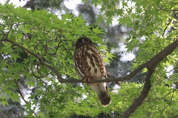 Sun, 5/26/2024 Birding report at 御霊神社