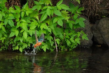 Common Kingfisher 中郷温水池(三島市) Sat, 5/25/2024