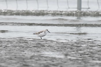 ミユビシギ ふなばし三番瀬海浜公園 2024年4月7日(日)