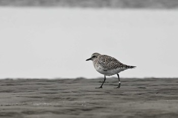 Grey Plover Sambanze Tideland Sun, 4/7/2024