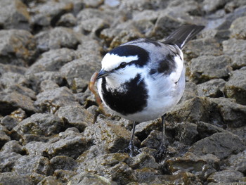 2017年1月7日(土) 毛利庭園の野鳥観察記録