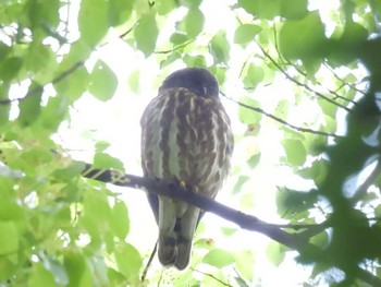 Sun, 5/26/2024 Birding report at Kyoto Gyoen