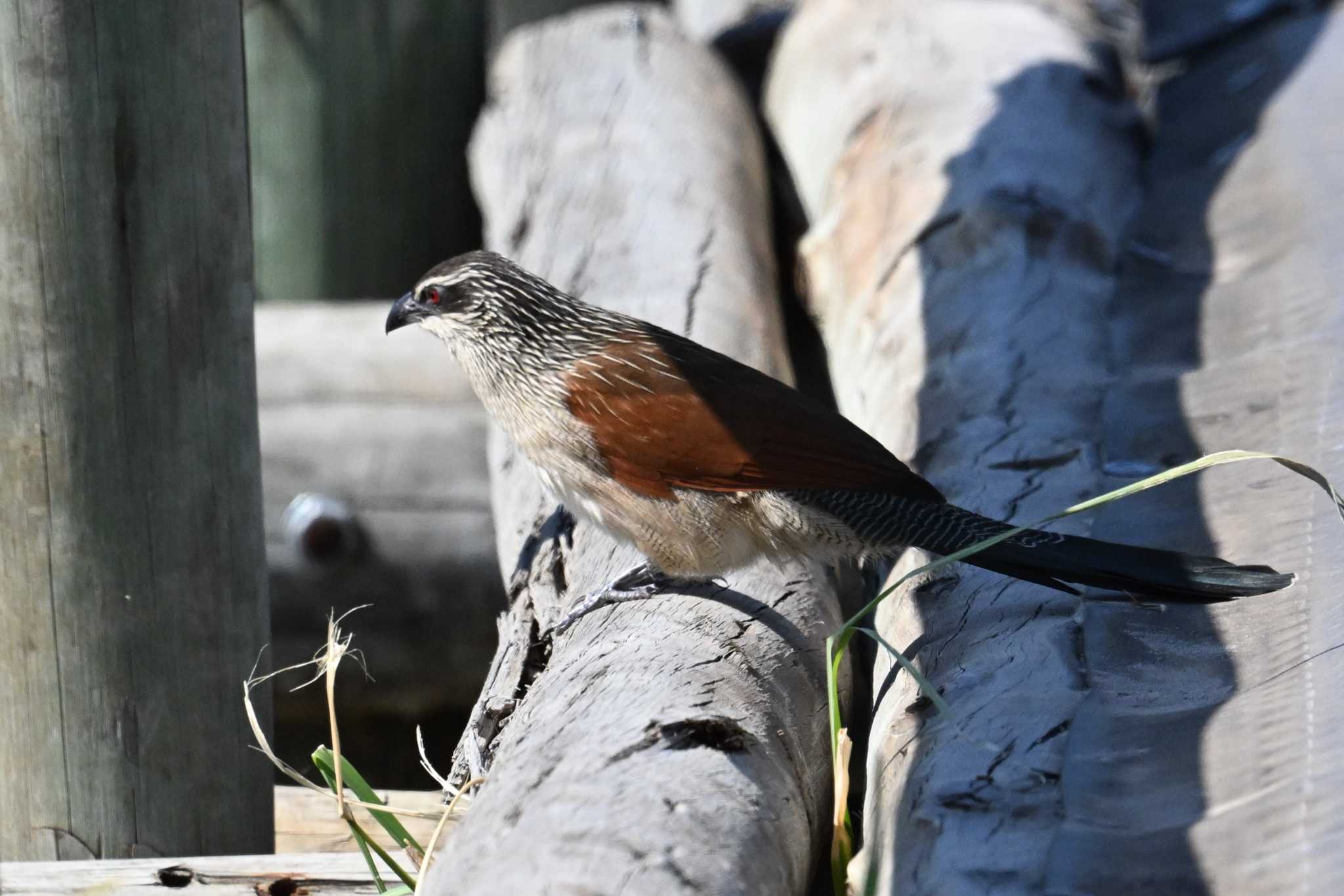 Photo of White-browed Coucal at Khwai Private Reserve(Okavango Delta) by servalrose