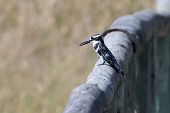 Pied Kingfisher Khwai Private Reserve(Okavango Delta) Mon, 5/13/2024