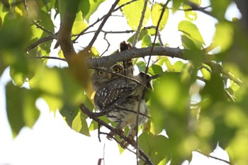 Pearl-spotted Owlet Khwai Private Reserve(Okavango Delta) Mon, 5/13/2024