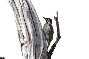 Bennett's Woodpecker Khwai Private Reserve(Okavango Delta) Mon, 5/13/2024