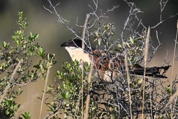 Coppery-tailed Coucal Khwai Private Reserve(Okavango Delta) Tue, 5/14/2024