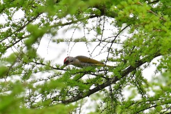 アオゲラ 焼山沢真木林道 2024年5月19日(日)