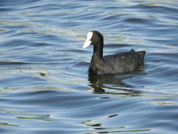 Eurasian Coot Teganuma Fri, 5/17/2024