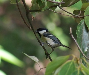 Japanese Tit 多摩川台公園 Sun, 5/26/2024