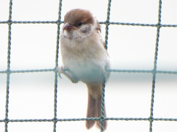 2024年5月26日(日) 芝川第一調節池(芝川貯水池)の野鳥観察記録