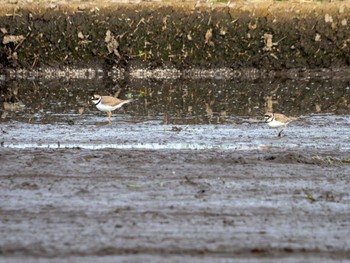 Little Ringed Plover つくば市 Sun, 5/26/2024