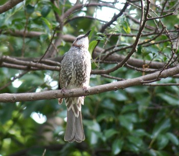 Brown-eared Bulbul 多摩川台公園 Sun, 5/26/2024