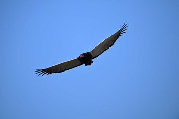 Bateleur Khwai Private Reserve(Okavango Delta) Tue, 5/14/2024