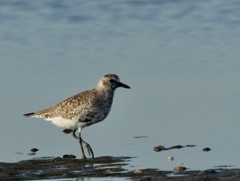 Grey Plover Sambanze Tideland Sat, 5/4/2024