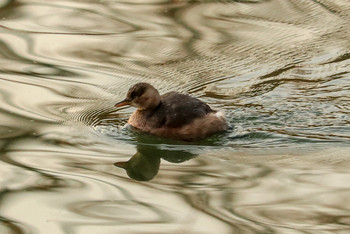 2019年1月8日(火) 三ツ池公園(横浜市鶴見区)の野鳥観察記録