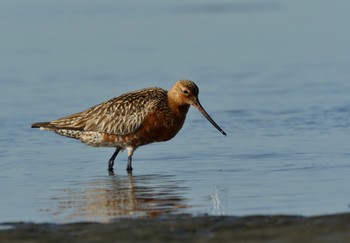 2024年5月4日(土) ふなばし三番瀬海浜公園の野鳥観察記録