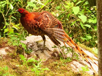 Sun, 5/26/2024 Birding report at 養沢川