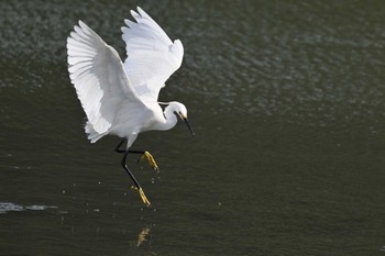 コサギ 東京港野鳥公園 2024年5月26日(日)