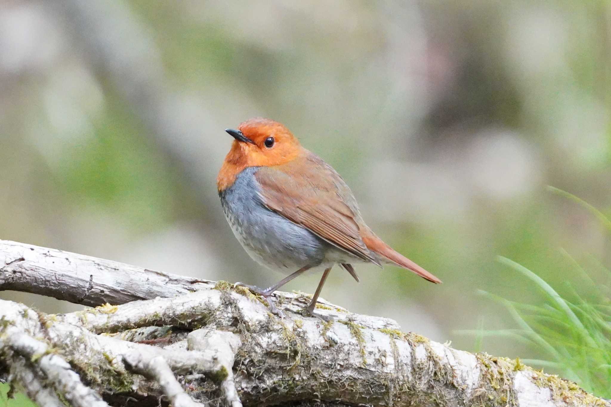 Japanese Robin