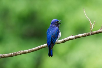 2024年5月25日(土) 早戸川林道の野鳥観察記録