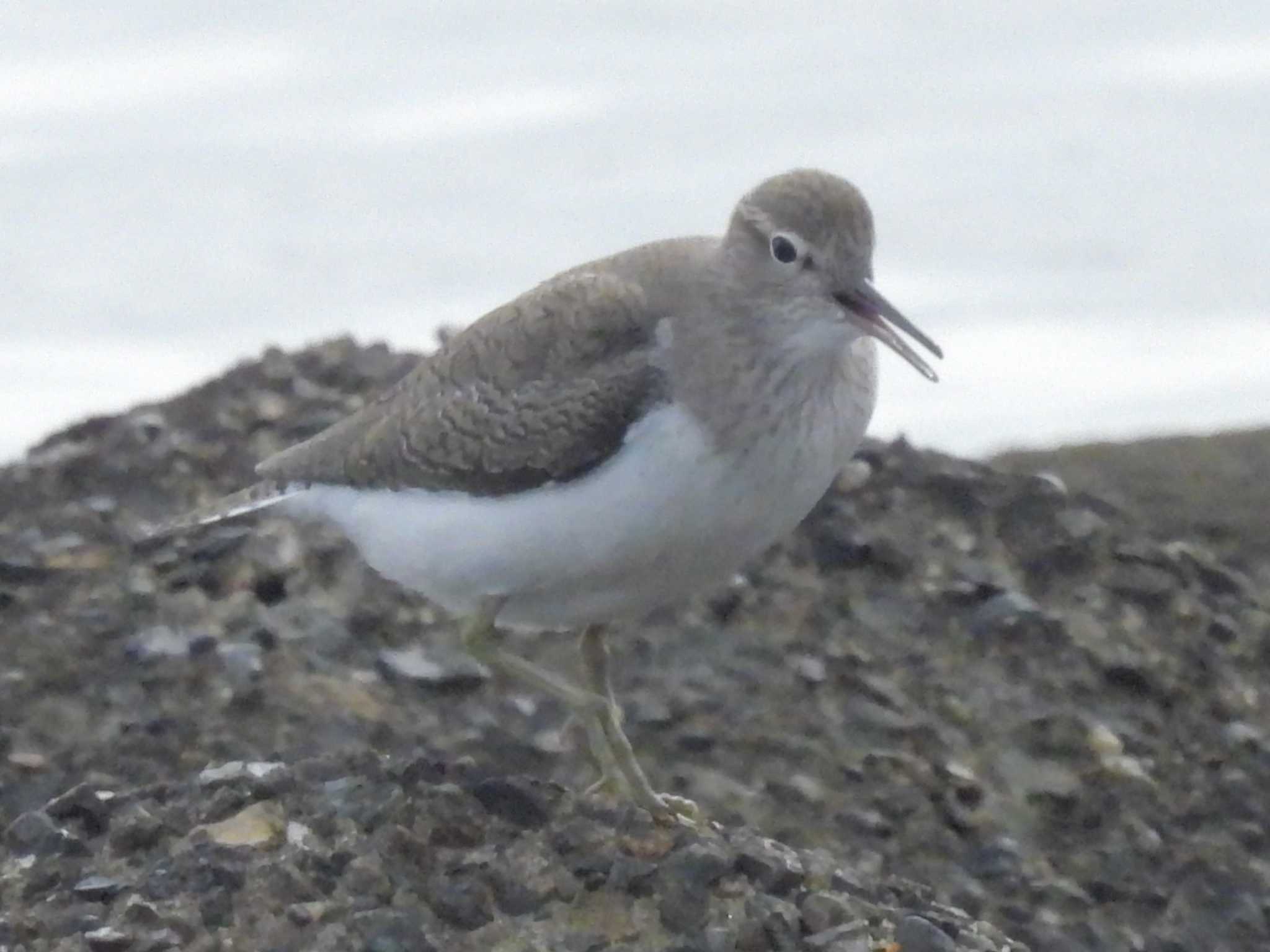 Common Sandpiper