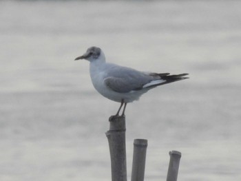 2024年5月20日(月) 葛西臨海公園の野鳥観察記録