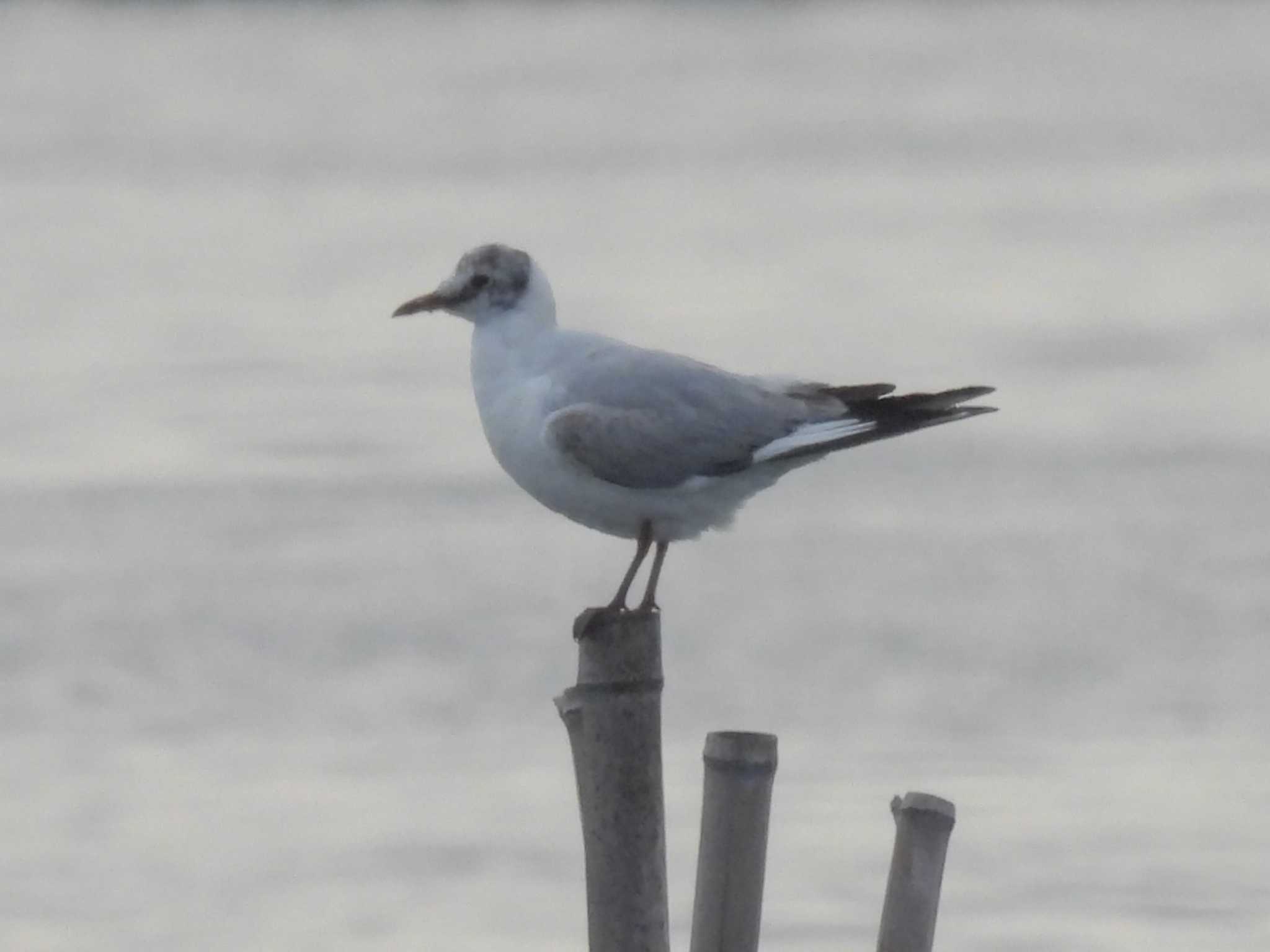 Photo of Black-headed Gull at Kasai Rinkai Park by ゆりかもめ