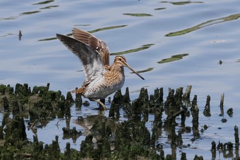 タシギ 東京港野鳥公園 2024年5月5日(日)