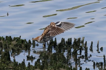 タシギ 東京港野鳥公園 2024年5月5日(日)