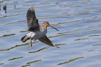 タシギ 東京港野鳥公園 2024年5月5日(日)