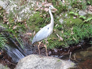 Sun, 5/26/2024 Birding report at 箕面公園(大阪府)