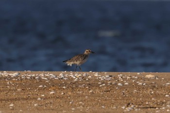 Grey Plover 久居 Sat, 5/25/2024