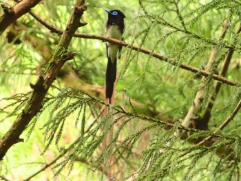 Sun, 5/26/2024 Birding report at 八王子城跡