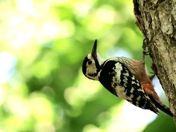 White-backed Woodpecker Nishioka Park Sun, 5/26/2024