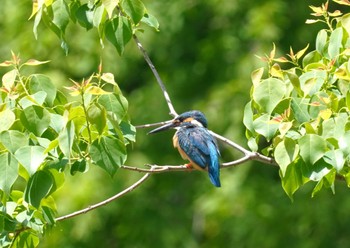 Common Kingfisher 大阪府 Sat, 5/18/2024