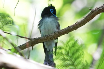 サンコウチョウ 東京都多摩地域 2024年5月9日(木)