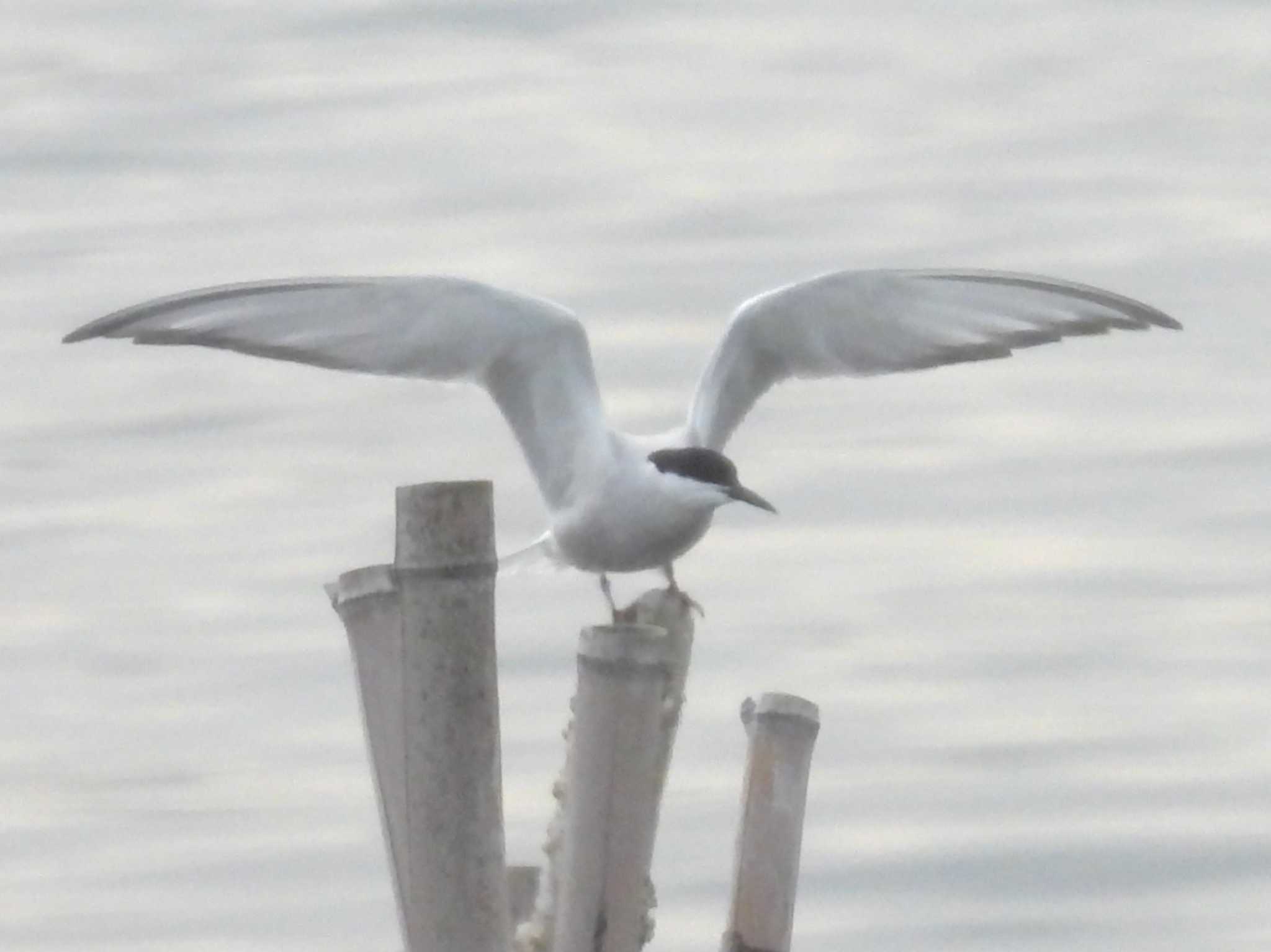 Common Tern